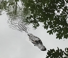 Alligator