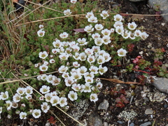 Cherleria arctica