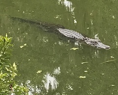 Alligator