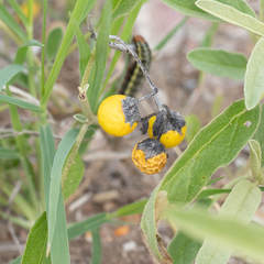 Solanum esuriale
