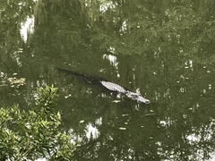 Alligator