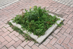 Sonchus tenerrimus tenerrimus