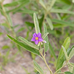 Solanum esuriale