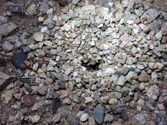 Myrmecocystus mexicanus