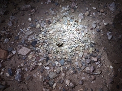 Myrmecocystus mexicanus