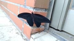 Papilio protenor