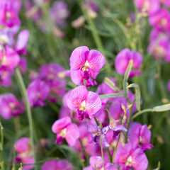 Swainsona campylantha