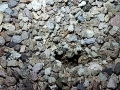 Myrmecocystus mexicanus