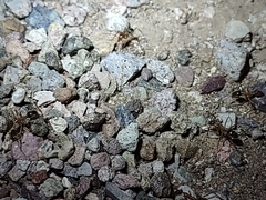 Myrmecocystus mexicanus