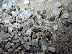 Myrmecocystus mexicanus