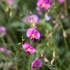 Swainsona campylantha