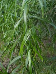 Acacia subporosa