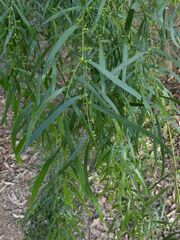 Acacia subporosa