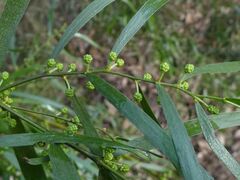 Acacia subporosa