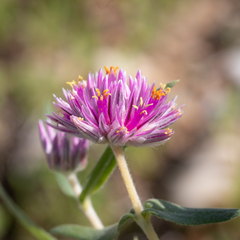 Gomphrena leontopodioides