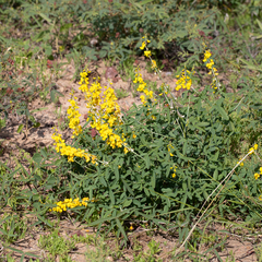 Crotalaria dissitiflora