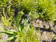Pasithea caerulea
