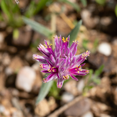 Gomphrena leontopodioides