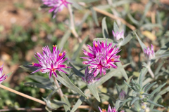 Gomphrena leontopodioides