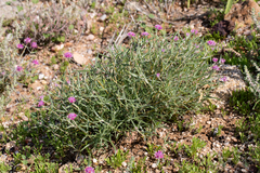 Gomphrena leontopodioides