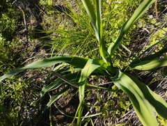 Pasithea caerulea