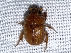Neochodaeus frontalis