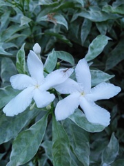 Tabernaemontana
