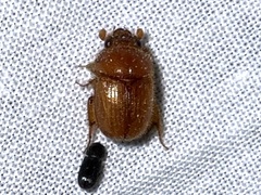Neochodaeus frontalis