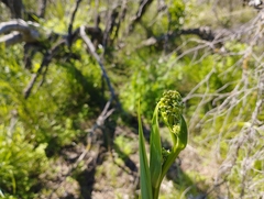 Pasithea caerulea