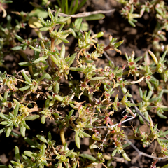 Trianthema triquetrum