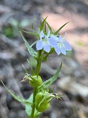 Lobelia inflata