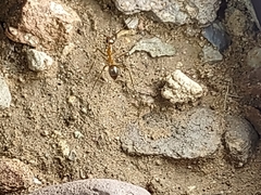 Myrmecocystus mexicanus