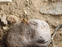 Myrmecocystus mexicanus