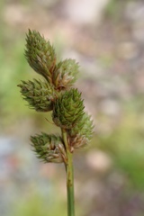 Carex cumulata