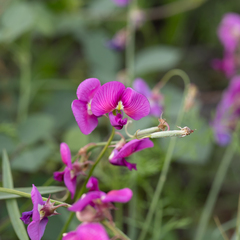 Swainsona campylantha