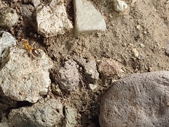 Myrmecocystus mexicanus