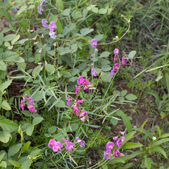 Swainsona campylantha