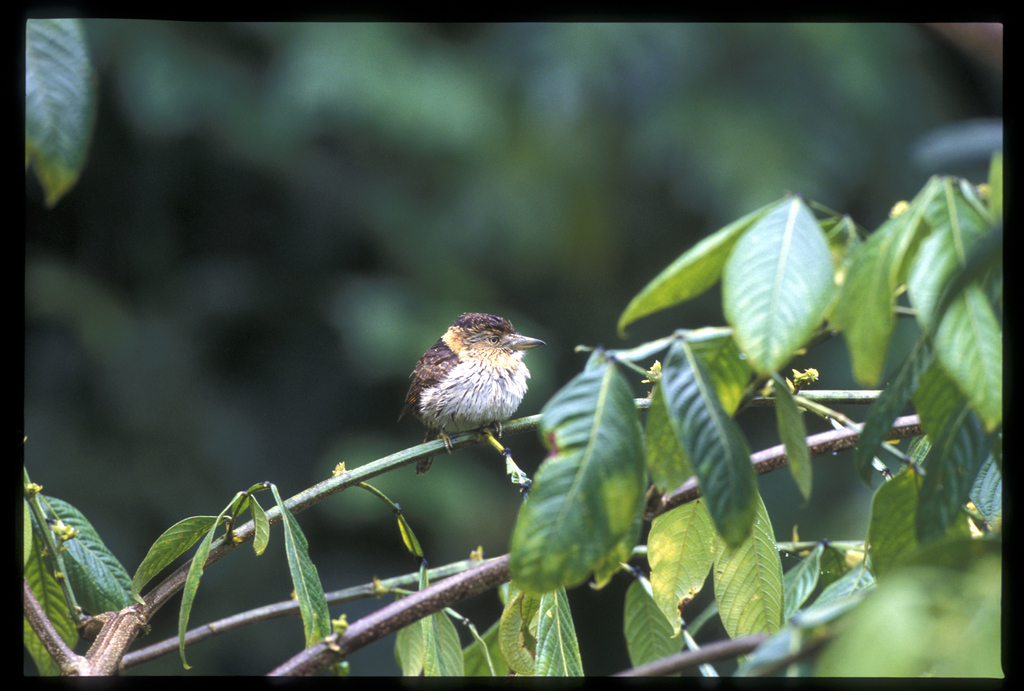 Eastern Striolated-Puffbird photo