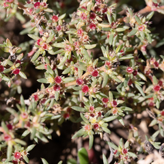 Trianthema triquetrum