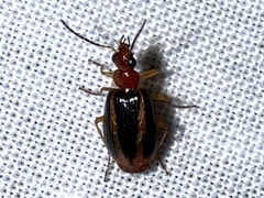 Lebia solea