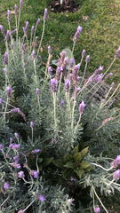 Lavandula dentata