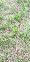 Carex duriuscula