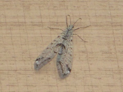 Dendroleon speciosus