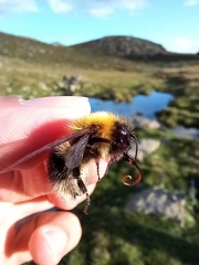 Bombus gerstaeckeri