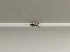 Allothereua maculata