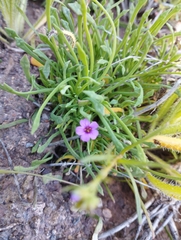 Calandrinia compressa