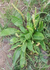 Plantago depressa
