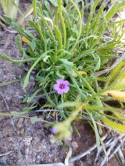 Calandrinia compressa