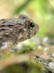 Fejervarya kawamurai