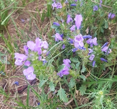 Dracocephalum foetidum